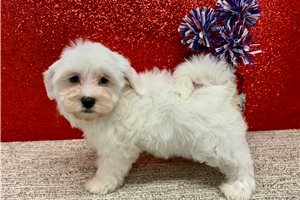 Lily - Havanese for sale