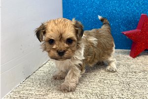 Jadis - Havanese for sale