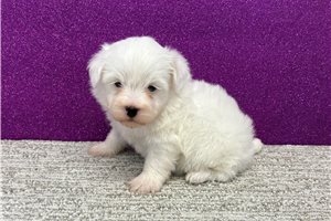 Lucas - puppy for sale