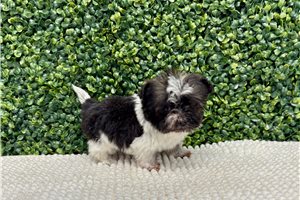 Franklin - Havanese for sale