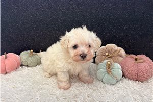 Apple - puppy for sale