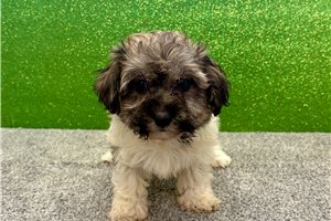 Vanna - Havanese for sale