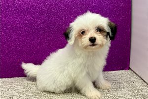 Greta - Havanese for sale