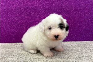 Liam - puppy for sale