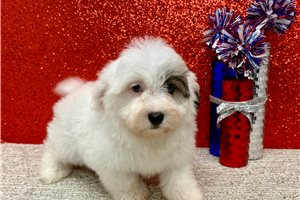 Liam - Havanese for sale