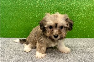 Vivian - puppy for sale