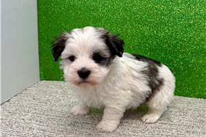 Loki - Havanese for sale