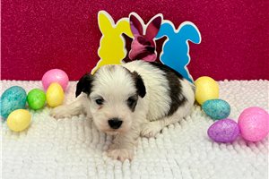 Loki - Havanese for sale