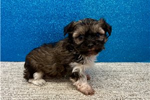 Levi - puppy for sale