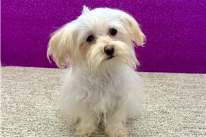 Cooper - Havanese for sale