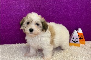 Allison - Havanese for sale