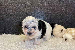 Genevieve - puppy for sale