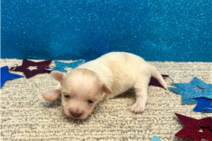 Jago - puppy for sale