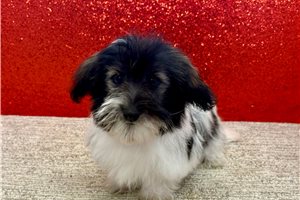 Lucy - Havanese for sale