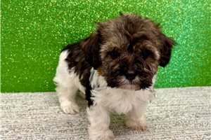 Brianna - Havanese for sale