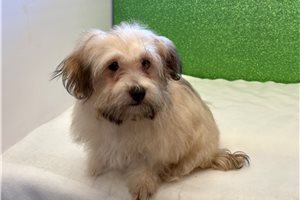 Caleb - Havanese for sale