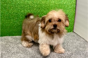 Jadis - Havanese for sale
