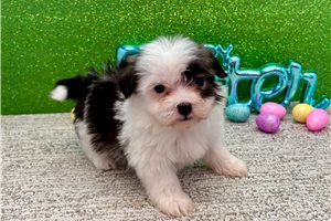 Griffin - Havanese for sale
