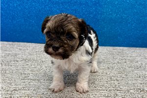 Brianna - Havanese for sale