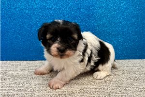 Lucy - Havanese for sale