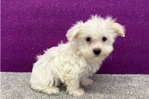 Olaf - Havanese for sale