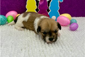 Beau - puppy for sale