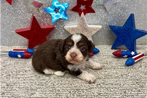 Sienna - puppy for sale
