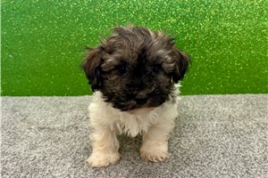 Victor - puppy for sale