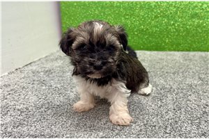 Otto - Havanese for sale