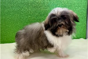 Carter - Havanese for sale