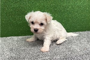 Olaf - puppy for sale