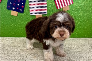 Sienna - Havanese for sale