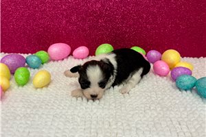 Gracie - puppy for sale