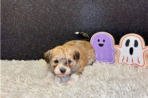 Erica - Havanese for sale