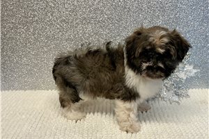 Camila - puppy for sale
