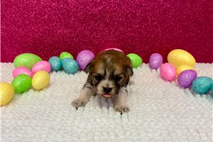 Genesis - puppy for sale