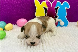 Bailey - Havanese for sale