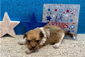 Jadis - Havanese for sale