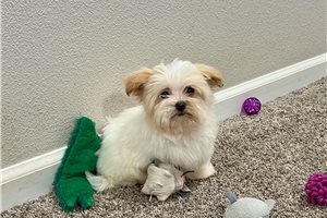 Tessa - Havanese for sale