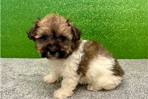 Violet - puppy for sale