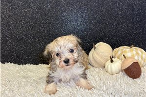 Gregor - puppy for sale