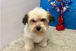 Leah - puppy for sale