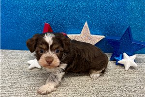 Sienna - Havanese for sale