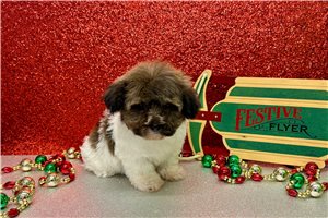 Wendy - Havanese for sale