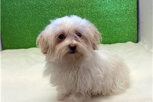 Cooper - Havanese for sale