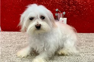 Cooper - Havanese for sale