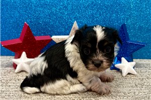 Summer - Havanese for sale