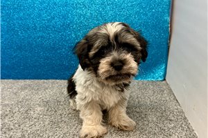 Oreo - Havanese for sale