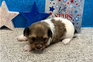 Jane - Havanese for sale