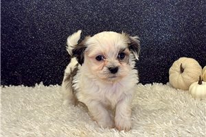 Gweneth - puppy for sale